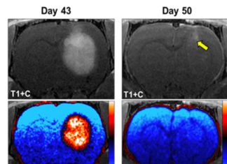 Innovative therapy that “tricks” and destroys cancer cells advances to clinical trial