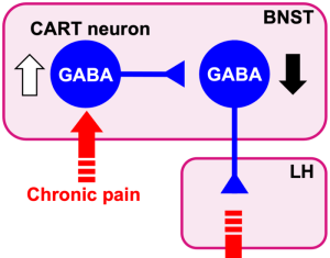 Neural Circuit Plasticity Identified in Chronic Pain-Induced Anxiety