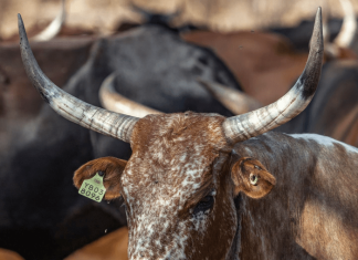 New research reveals the complexity of improving rangeland management in Africa