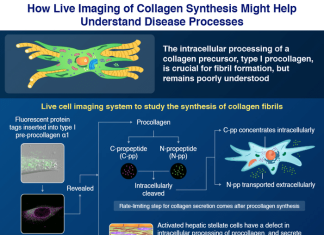 Novel method for real-time live cell imaging of collagen synthesis