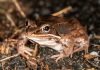 Research reveals the sex secrets of amphibian singing choruses