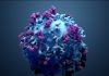 Researchers demonstrate the efficiency of T-cell immune response against the Omicron variant