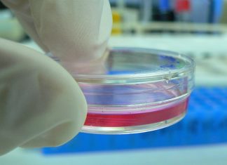 Study reveals new approach for engineering stable articular cartilage