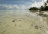 THE SANCTUARY OF THE SHALLOWS: CLIMATE CHANGE COULD AFFECT WHERE SEYCHELLES’ STINGRAYS CHOOSE TO LIVE