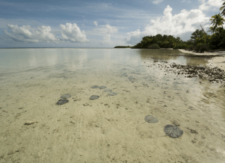 THE SANCTUARY OF THE SHALLOWS: CLIMATE CHANGE COULD AFFECT WHERE SEYCHELLES’ STINGRAYS CHOOSE TO LIVE