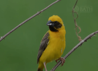 Vegetarian birds more sociable than insect eaters, shows research
