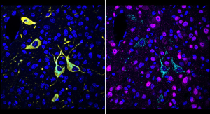 CATCH Tech Offers Detailed View of Where Drug Molecules Hit Their Targets