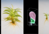 Cell division in moss and animals more similar than previously thought
