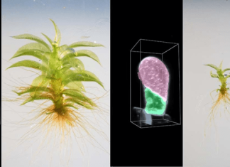 Cell division in moss and animals more similar than previously thought