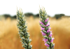 Higher wheat yields and protein content on the horizon
