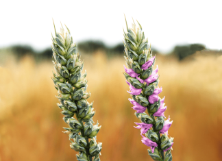 Higher wheat yields and protein content on the horizon