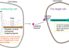 HKUST-led research reveals a novel molecular mechanism that regulates secretion of sonic hedgehog, shedding light on cancer treatments