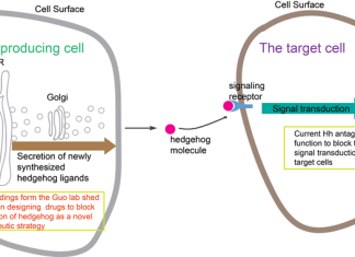 HKUST-led research reveals a novel molecular mechanism that regulates secretion of sonic hedgehog, shedding light on cancer treatments