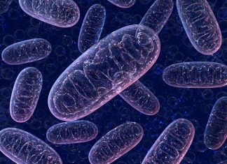 Viral microRNA acts as a master regulator to induce the reactivation of dormant herpesviruses