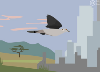 Built infrastructure, hunting and climate change linked to huge migratory bird declines