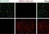 Scientists take the first step to master an all-powerful cell type in the beginning of life