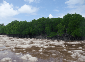 Study reveals how climate change can significantly impact one of the world’s most important carbon-rich ecosystems