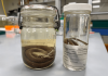 The art of getting DNA out of decades-old pickled snakes