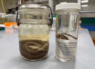 The art of getting DNA out of decades-old pickled snakes