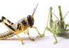 USDA-ARS releases genome of the voracious desert locust