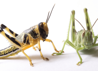 USDA-ARS releases genome of the voracious desert locust