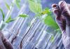 Agriculture Biotechnology Market Size and Business Forecasts 2022-2029|Syngenta AG,Monsanto Company,Certis USA LLC,KWS SAAT SE – This Is Ardee – This Is Ardee