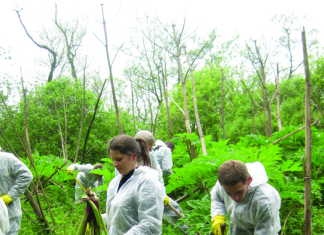 Concerned about native biodiversity, volunteers join the fight against invasive alien species