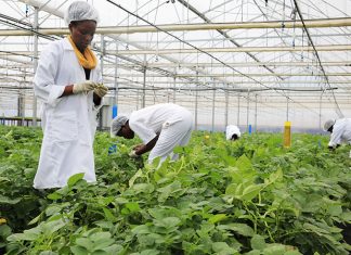 EDITORIAL: Need for increased research into agricultural biotechnology – The New Times