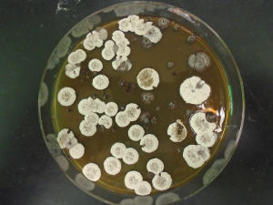 Harnessing Bacteria to Make Jet Fuel: Not Just An “Explosive Idea?”