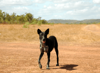 Male dogs four times more likely to develop contagious cancer on nose or mouth than females
