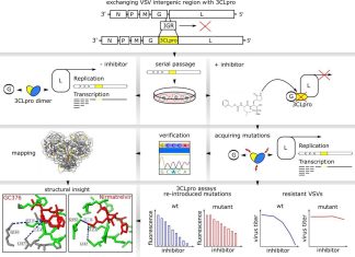 Paxlovid resistance associated with SARS-CoV-2 3CLpro mutations