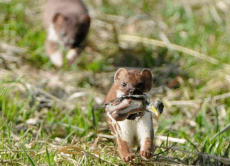 Viewpoint: Is anti-biotechnology New Zealand ready to embrace gene drives to control wasps, possums and other predator pests? – Genetic Literacy Project