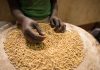 Better seeds and biotechnology can boost Africa’s crop productivity, study finds – Alliance for Science