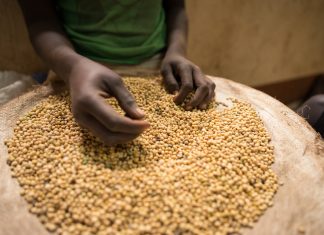 Better seeds and biotechnology can boost Africa’s crop productivity, study finds – Alliance for Science