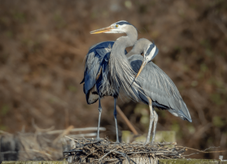 Bird behavior influenced by human activity during COVID-19 lockdowns