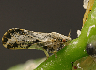 Cousin of crop-killing bacteria mutating rapidly