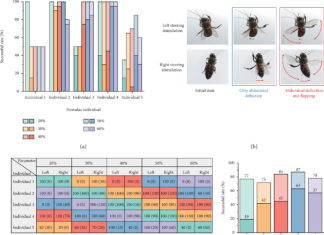 Experimental verification on steering flight of honeybee by electrical stimulation