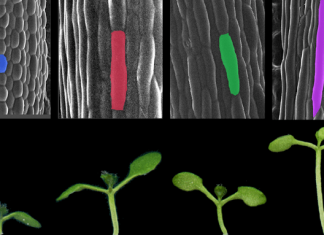 How light and temperature work together to affect plant growth