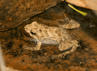 Keeping Kermit: New clues to protecting frogs from deadly Bd fungus