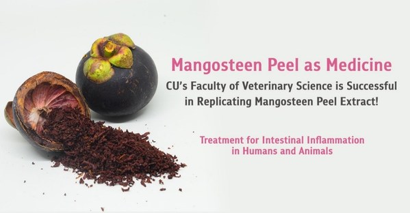 Mangosteen Peel as Medicine – CU’s Faculty of Veterinary Science is Successful in Replicating Mangosteen Peel Extract, Treatment for Intestinal Inflammation in Humans and Animals