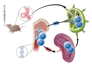 New drug candidate uses novel absorption method to target cancer cells in mice