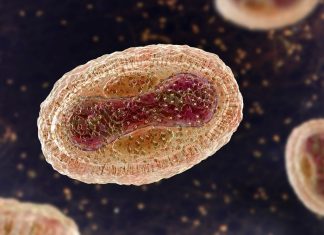 Researchers propose a novel, non-discriminatory classification of the monkeypox virus
