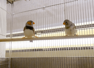 Social connection drives learning in bird brain