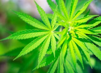 Study defines how cannabis cells make cannabinoids