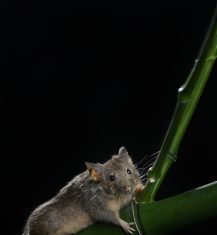 Sustainable Chromosome-Level Engineering is a Success in Mice