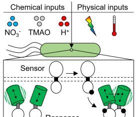 Synthetic Biologists Use Novel Tool to “See” Signal Processing in Real Time