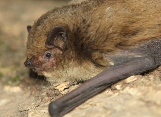 The first viral metagenomic analysis of the soprano pipistrelle bat of Sweden