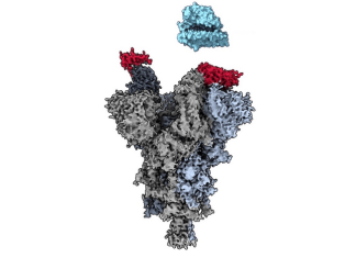 UBC researchers discover ‘weak spot’ across major COVID-19 variants