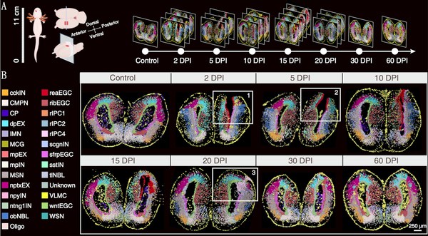 BGI-led Research Builds the World’s First Spatiotemporal Map of Brain Regeneration
