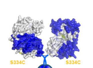 Engineering an enzyme against antibiotic-resistant anthrax
